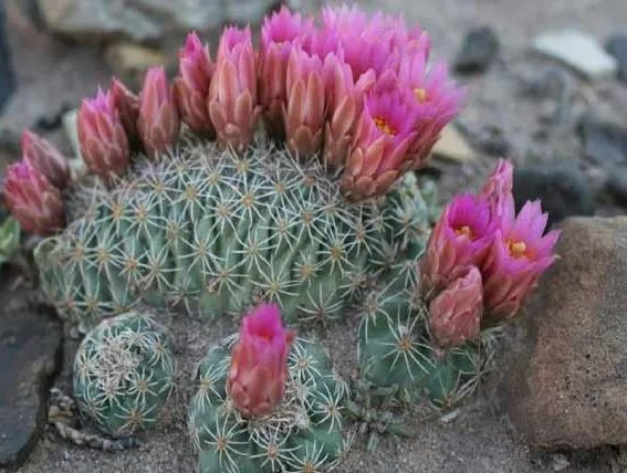 کاکتوس‌های بدون تیغCactuses without thorns
گلدان پلاستیکی  Plastic pot,  plastic vase مجموعه تولیدی سیدوس ,تولید کننده گلدان پلاستیکی سیدوس ,بیش از 120نوع, اعم از گلدان استوانه ای پلاستیکی سیدوس,گلدان الماسی پلاستیکی سیدوس,گلدان مربعی پلاستیکی,گلدان مثلثی پلاستیکی,گلدان گرد پلاستیکی ,باکس مستطیلی,در اندازه های کاکتوسی تا درختچه ای