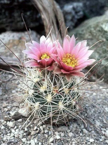 کاکتوس برگ دار Cactus with leaves (19 types) مجموعه تولیدی سیدوس تولید کننده گلدان پلاستیکی سیدوس
