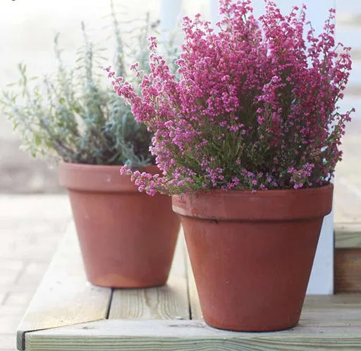 گل علف جارواریکا + کالونا + علف جاروب + خلنگ Calluna vulgaris مجموعه تولیدی سیدوس ,تتولید کننده گلدان های پلاستیکی سیدوس