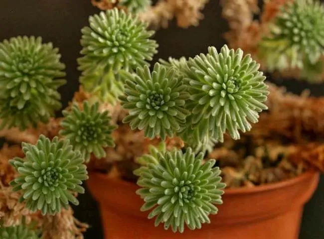 OLYMPUS DIGITAL گل سدوم (گل دم الاغی، گل یخی)SEDUM RUBROTINCTUM CAMERAگلدان پلاستیکی سیدوس