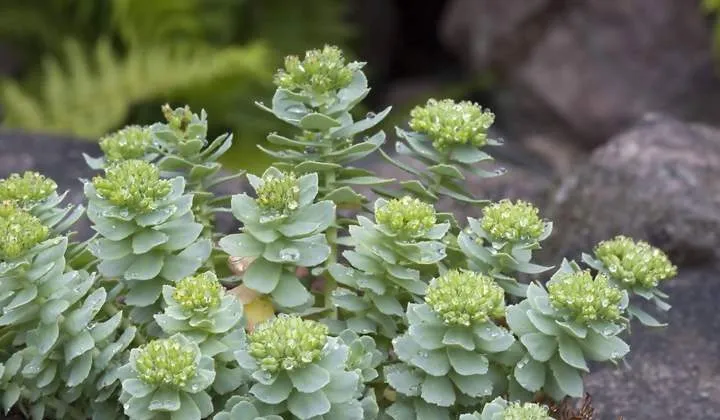 OLYMPUS DIGITAL گل سدوم (گل دم الاغی، گل یخی)SEDUM RUBROTINCTUM CAMERAگلدان پلاستیکی سیدوس multiceps