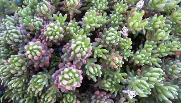 OLYMPUS DIGITAL گل سدوم (گل دم الاغی، گل یخی)SEDUM RUBROTINCTUM CAMERAگلدان پلاستیکی سیدوس multiceps
