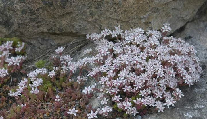 OLYMPUS DIGITAL گل سدوم (گل دم الاغی، گل یخی)SEDUM RUBROTINCTUM CAMERAگلدان پلاستیکی سیدوس