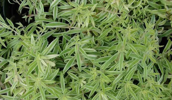 OLYMPUS DIGITAL گل سدوم (گل دم الاغی، گل یخی)SEDUM RUBROTINCTUM CAMERAگلدان پلاستیکی سیدوس multiceps