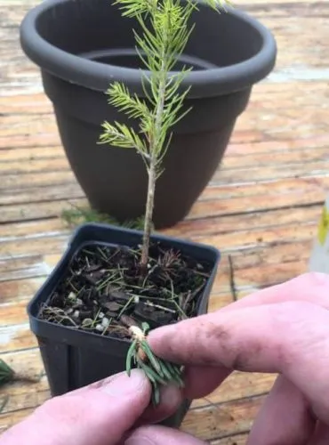 پیوند زدن گیاهان Transplanting plants
مجموعه تولیدی سیدوس ,تولید کننده گلدان پلاستیکی سیدوس ,بیش از 120نوع, اعم از گلدان استوانه ای پلاستیکی سیدوس,گلدان الماسی پلاستیکی سیدوس,گلدان مربعی پلاستیکی,گلدان مثلثی پلاستیکی,گلدان گرد پلاستیکی ,باکس مستطیلی,در اندازه های کاکتوسی تا درختچه ای