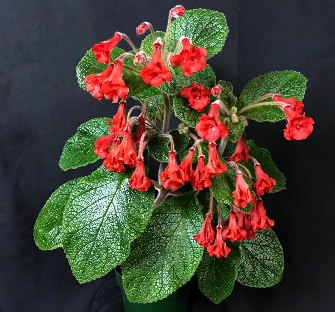 گیاه سینینژیاSinningia Red Flicker
مجموعه تولیدی سیدووس تولید کننده گلدان های پلاستیکی سیدوس واستندهای فلزی وشیلنگ آب