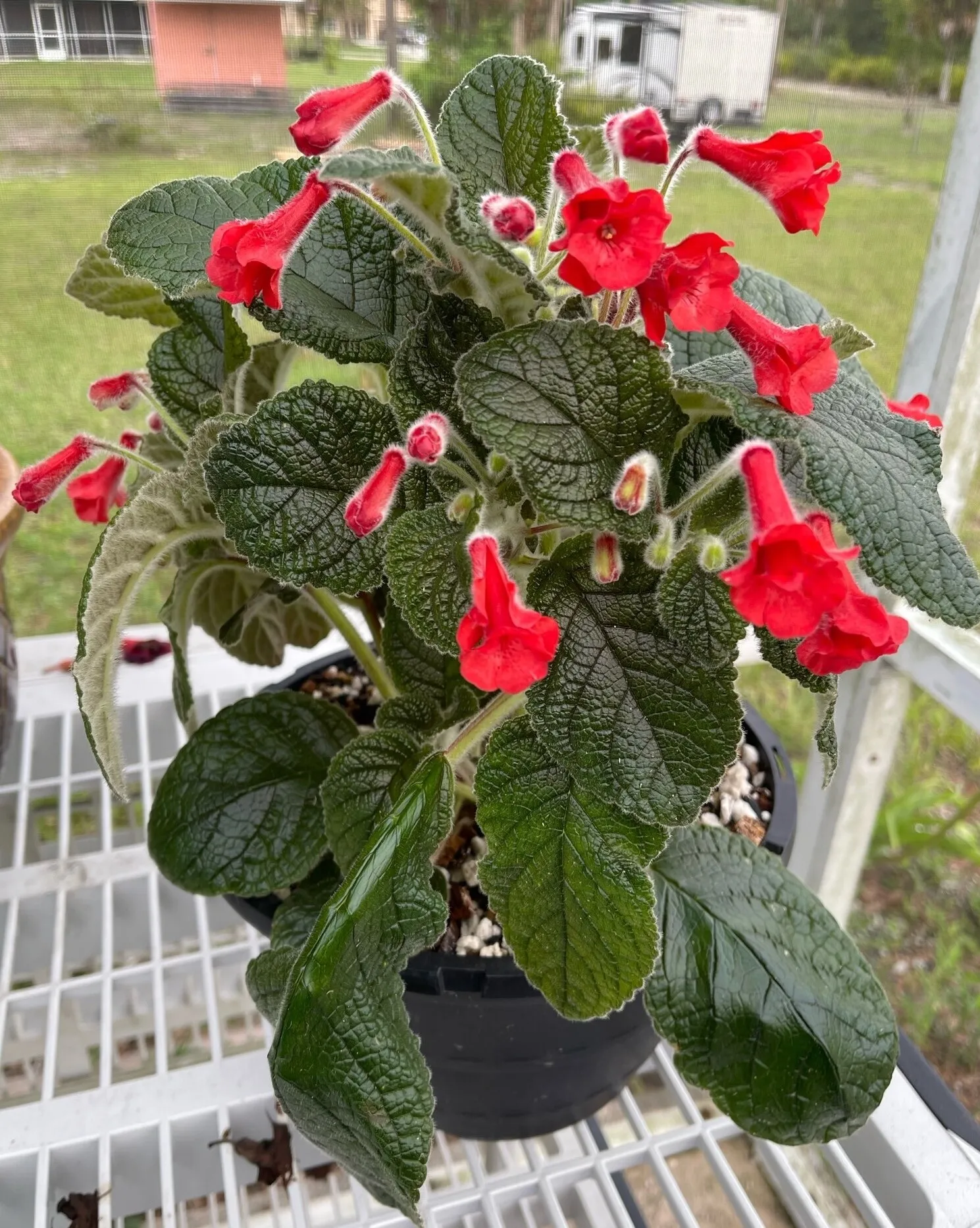 گیاه سینینژیاSinningia Red Flicker
مجموعه تولیدی سیدووس تولید کننده گلدان های پلاستیکی سیدوس واستندهای فلزی وشیلنگ آب