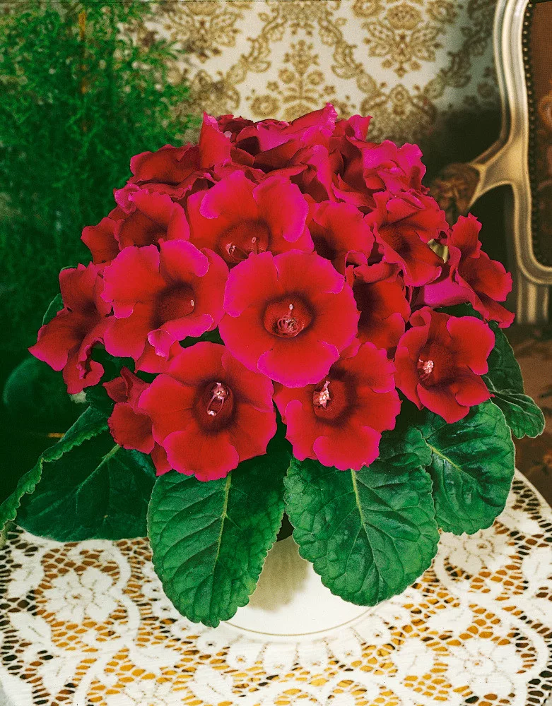 گیاه سینینژیاSinningia Red Flicker
مجموعه تولیدی سیدووس تولید کننده گلدان های پلاستیکی سیدوس واستندهای فلزی وشیلنگ آب