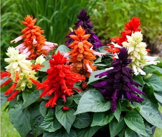گل سلوی دائمی یا مریم گلی زینتی با نام علمی “Salvia splendens” یکی از زیباترین گل‌های تابستانه است. مجموعه تولیدی سیدوس تولید کننده محصولات پلاسکو آشپزخانه وگلدان پلاستیکی سیدوس