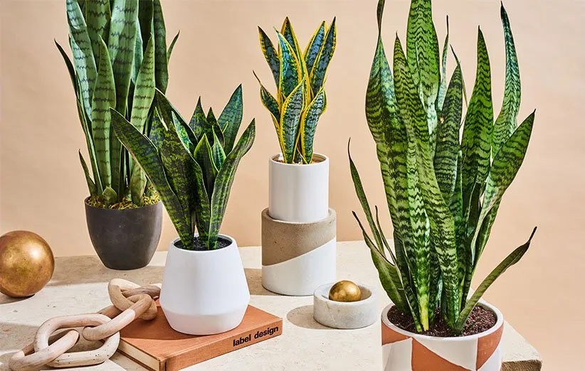 گیاهان آپارتمانی مناسب برای افراد آلرژیکHouseplants suitable for allergy sufferers
مجموعه تولیدی سیدوس ,تولید کننده گلدان پلاستیکی سیدوس ,بیش از 120نوع, اعم از گلدان استوانه ای پلاستیکی سیدوس,گلدان الماسی پلاستیکی سیدوس,گلدان مربعی پلاستیکی,گلدان مثلثی پلاستیکی,گلدان گرد پلاستیکی ,باکس مستطیلی,در اندازه های کاکتوسی تا درختچه ای