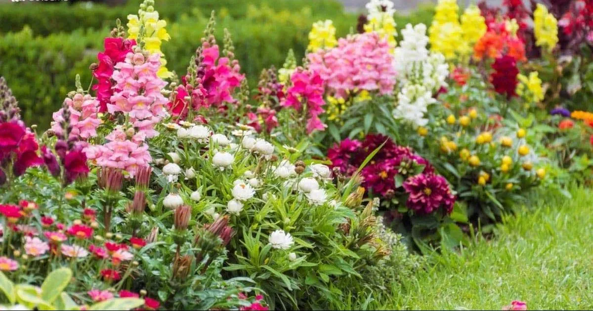 گیاه میمون (Snapdragon)نام علمی: (Antirrhinum majus)‌
