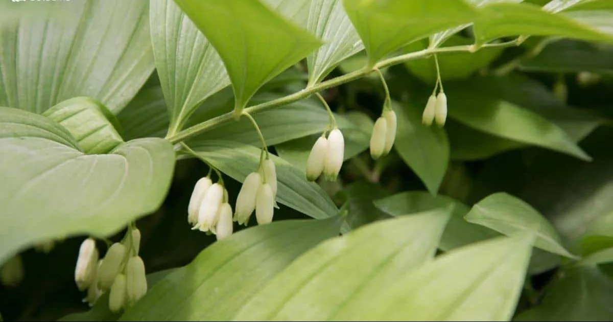 گیاه مهر سلیمان (Solomons Seal) نام علمی: (Polygonatum multiflorum)