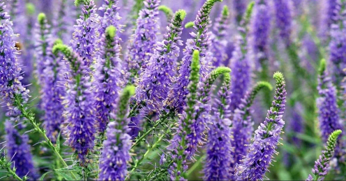گل سیزاب (Speedwells) نام علمی: (Veronica longifolia)
