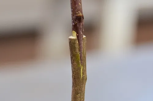 پیوند زدن گیاهان Transplanting plants
مجموعه تولیدی سیدوس ,تولید کننده گلدان پلاستیکی سیدوس ,بیش از 120نوع, اعم از گلدان استوانه ای پلاستیکی سیدوس,گلدان الماسی پلاستیکی سیدوس,گلدان مربعی پلاستیکی,گلدان مثلثی پلاستیکی,گلدان گرد پلاستیکی ,باکس مستطیلی,در اندازه های کاکتوسی تا درختچه ای