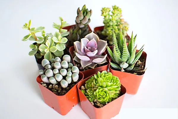 ساکولنت ها وکاکتوس ها Succulents and cacti
مجموعه تولیدی سیدوس ,تولید کننده گلدان پلاستیکی سیدوس ,بیش از 120نوع, اعم از گلدان استوانه ای پلاستیکی سیدوس,گلدان الماسی پلاستیکی سیدوس,گلدان مربعی پلاستیکی,گلدان مثلثی پلاستیکی,گلدان گرد پلاستیکی ,باکس مستطیلی,در اندازه های کاکتوسی تا درختچه ای
