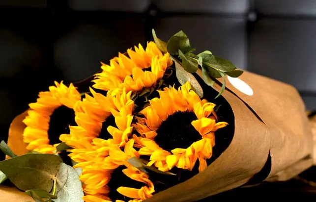 HelianthusVelvet Queenگلدان پلاستیکی سیدوس و انواع گل آفتابگردان مخملی