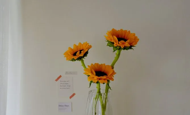 HelianthusVelvet Queenگلدان پلاستیکی سیدوس و انواع گل آفتابگردان مخملی