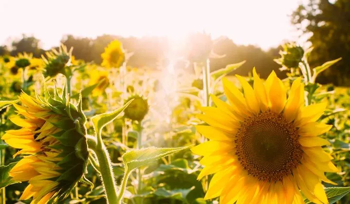 HelianthusVelvet Queenگلدان پلاستیکی سیدوس و انواع گل آفتابگردان مخملی