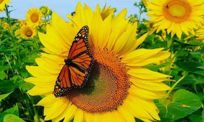 HelianthusVelvet Queen گلدان پلاستیکی سیدوس و انواع گل آفتابگردان مخملی