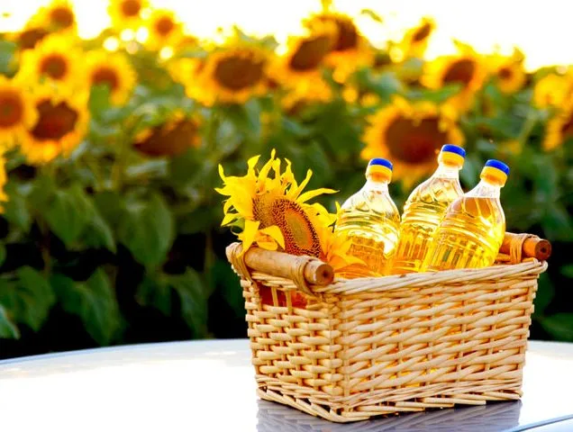 HelianthusVelvet Queenگلدان پلاستیکی سیدوس و انواع گل آفتابگردان مخملی
