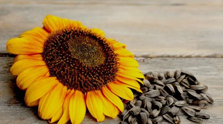 HelianthusVelvet Queen گلدان پلاستیکی سیدوس و انواع گل آفتابگردان مخملی