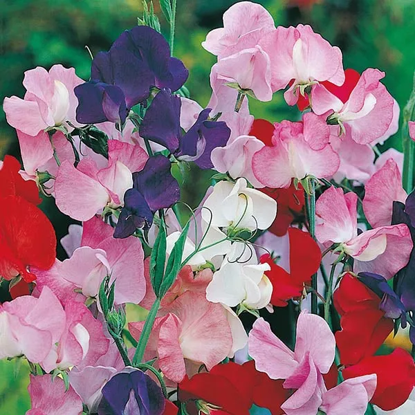 گل نخود شیرین (Sweet Pea)نام علمی: (Lathyrus odoratus)