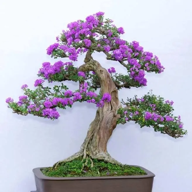 یاس خوشه ای,Syringa vulgarisمجموعه تولیدی گلدان پلاستیکی سیدوس