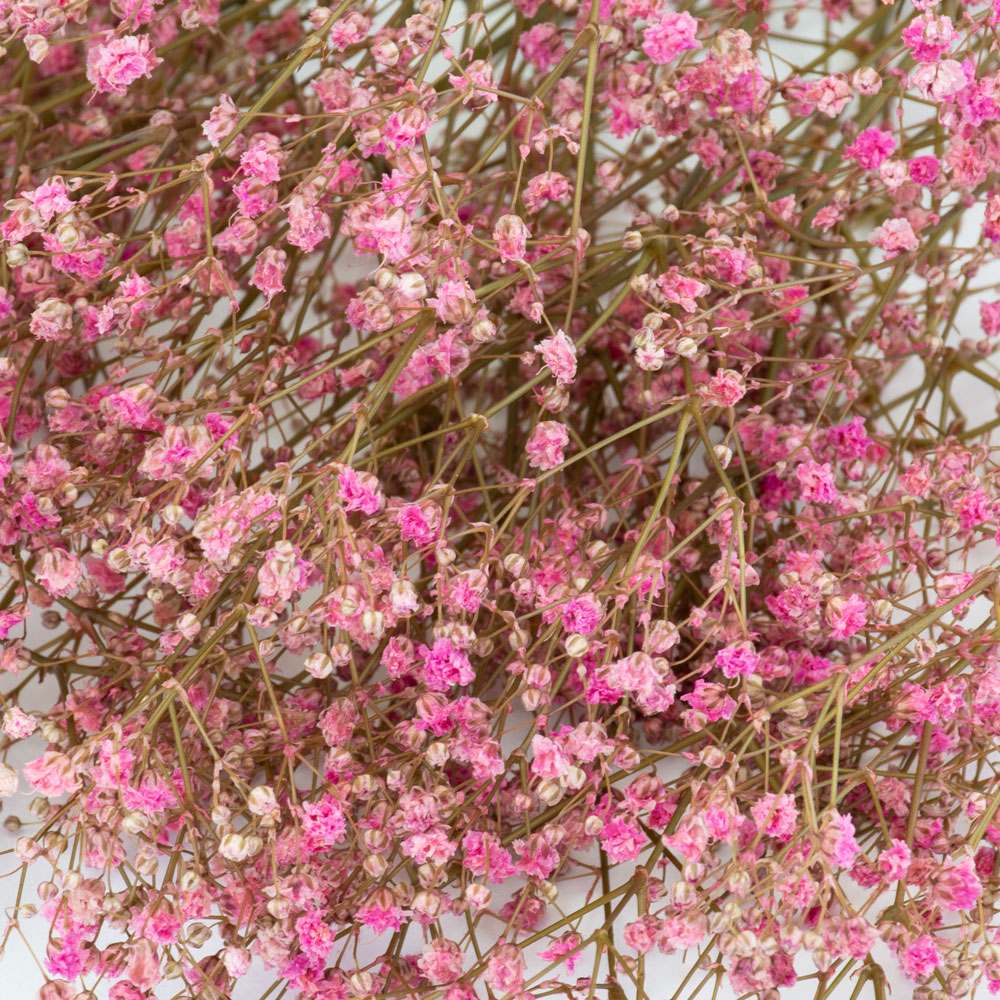 Gypsophila flower,گل ژیپسوفیلا,گل عروس