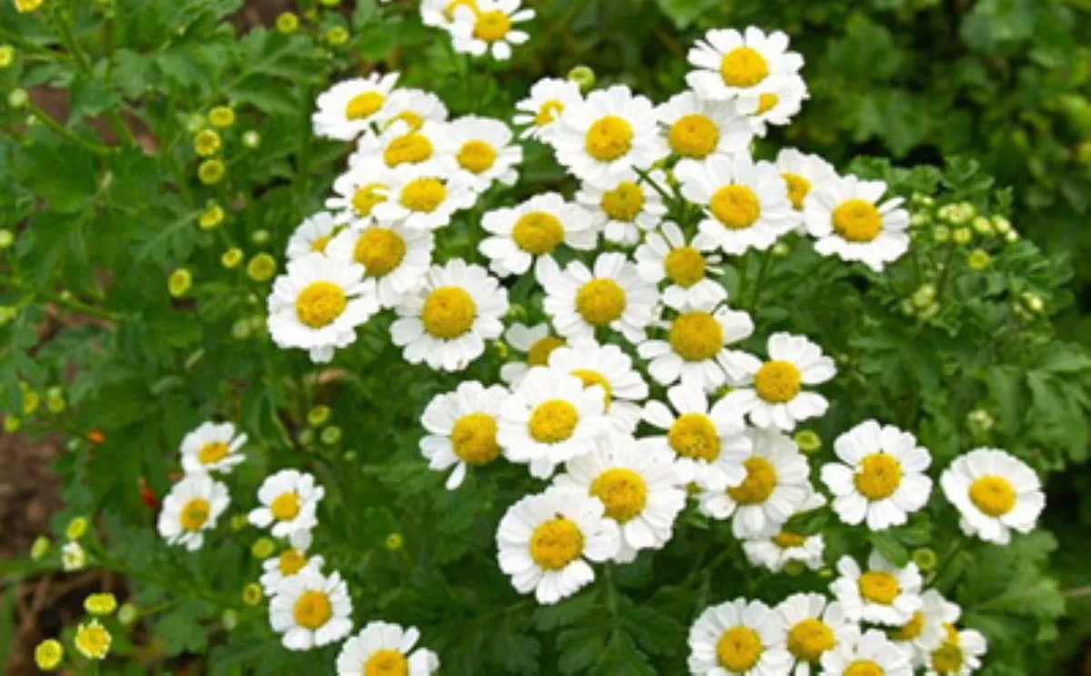 گل بابونه (Feverfew)نام علمی: (Tanacetum parthenium)