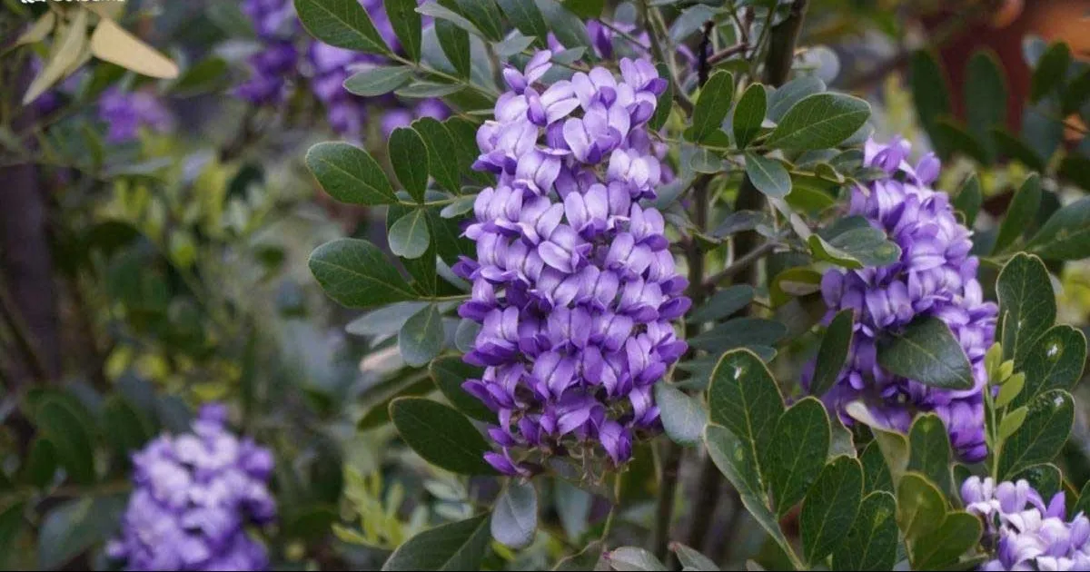 گیاه تلخ بیان (Texas Mountain Laurel)نام علمی: (Sophora secundiflora)
گلدان پلاستیکی سیدوس Sidoos plastic vase