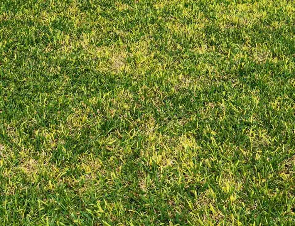 بیماری قارچی گیاهان Fungal plant disease
مجموعه تولیدی سیدوس ,تولید کننده گلدان پلاستیکی سیدوس ,بیش از 120نوع, اعم از گلدان استوانه ای پلاستیکی سیدوس,گلدان الماسی پلاستیکی سیدوس,گلدان مربعی پلاستیکی,گلدان مثلثی پلاستیکی,گلدان گرد پلاستیکی ,باکس مستطیلی,در اندازه های کاکتوسی تا درختچه ای