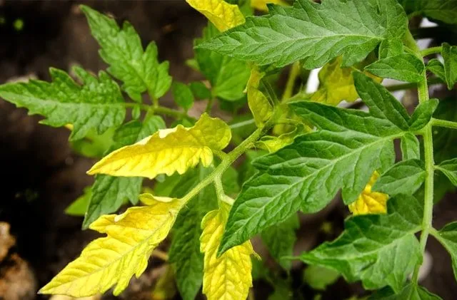 کمبود آهن در گیاه وعلائم آنIron-deficiency-in-plants-and-its-symptoms
مجموعه تولیدی سیدوس تولید کننده گلدان پلاستیکی سیدوس