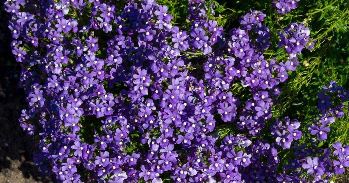 گل نمسیا (Toothed Aloha)نام علمی: (Nemesia denticulate)
گلدان پلاستیکی سیدوس Sidoos plastic vase