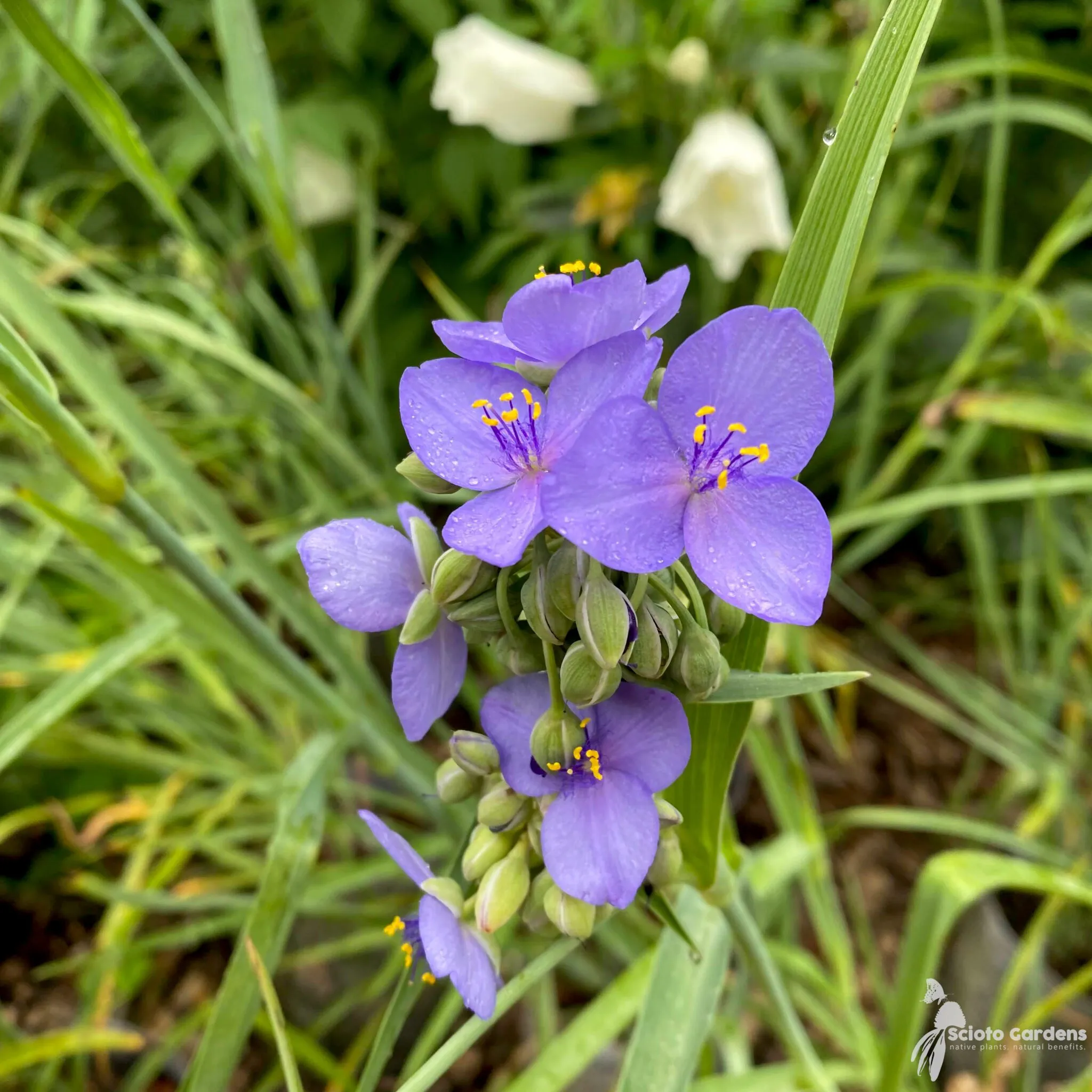 گل عنکبوتی اوهایو (Ohio Spiderwort)نام علمی: (Tradescantia ohiensis)