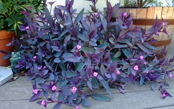گل برگ بیدی (6اصل حیاتی) beedy leaf flower (6 vital principles) مجموعه تولیدی سیدوس ,تولید کننده گلدان پلاستیکی سیدوس ,بیش از 120نوع, اعم از گلدان استوانه ای پلاستیکی سیدوس,گلدان الماسی پلاستیکی سیدوس,گلدان مربعی پلاستیکی,گلدان مثلثی پلاستیکی,گلدان گرد پلاستیکی ,باکس مستطیلی,در اندازه های کاکتوسی تا درختچه ای