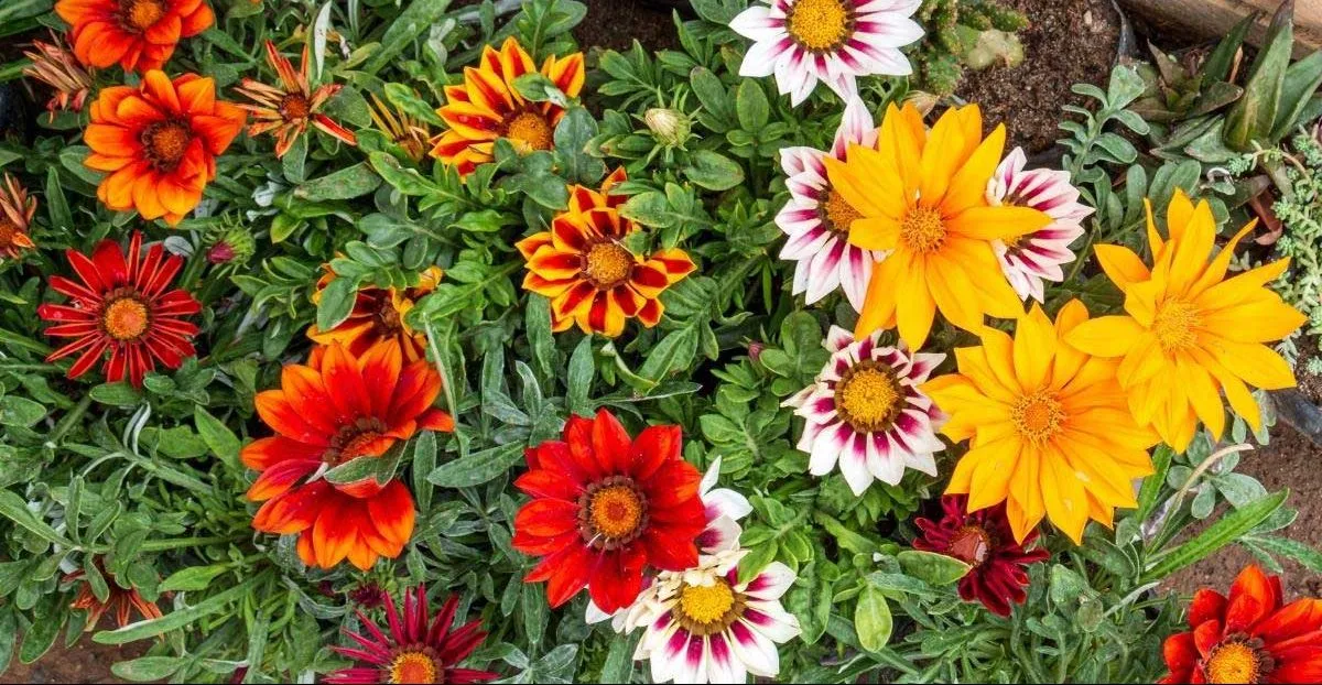 گیاه گازانیا اسپلندنس (Treasure Flower)نام علمی: (Gazania)
