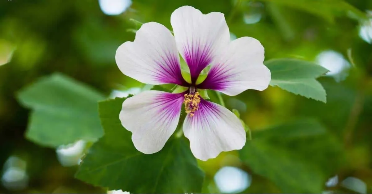 گل لاواترا (Tree Mallow)نام علمی: (Lavatera maritima)
