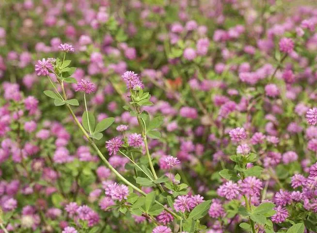 گل شبدرTrifolium rubens
مجموعه تولیدی سیدوس ,تولید کننده گلدان پلاستیکی سیدوس