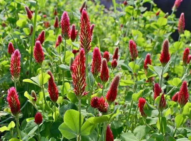 گل شبدرTrifolium rubens
مجموعه تولیدی سیدوس ,تولید کننده گلدان پلاستیکی سیدوس