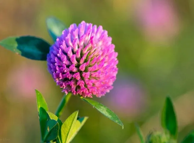 گل شبدرTrifolium rubens
مجموعه تولیدی سیدوس ,تولید کننده گلدان پلاستیکی سیدوس