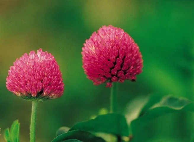 گل شبدرTrifolium rubens
مجموعه تولیدی سیدوس ,تولید کننده گلدان پلاستیکی سیدوس