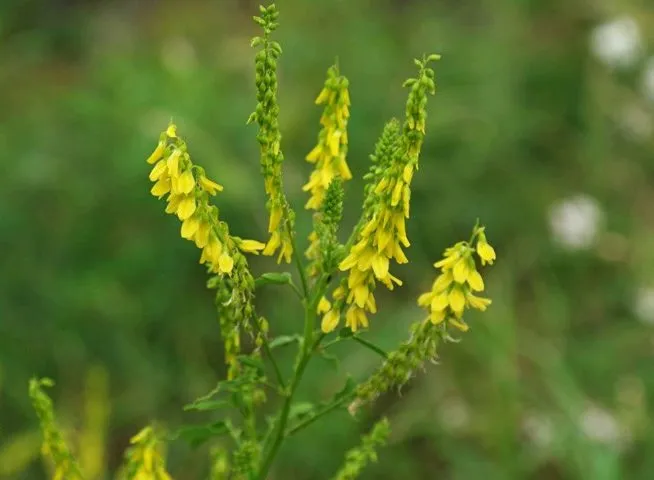 گل شبدرTrifolium rubens
مجموعه تولیدی سیدوس ,تولید کننده گلدان پلاستیکی سیدوس