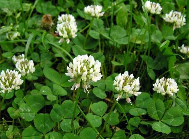 گل شبدرTrifolium rubens
مجموعه تولیدی سیدوس ,تولید کننده گلدان پلاستیکی سیدوس