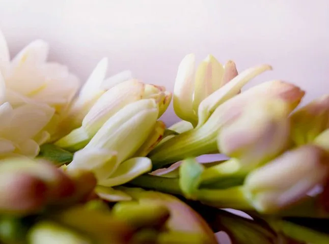 گل مریمPolianthes tuberosa
گل مریم به انگلیسی	Tuberous, Agave amica
نام‌های دیگر این گیاه	گل دندان فیلی و زنبق Polyanthus  و عاج گل و گل متورم
مجموعه تولیدی سیدوس تولید کننده گلدان پلاستیکی سیدوس
