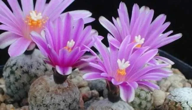 کاکتوس بدون تیغ کاکتوس توربینی‌کارپوس (Turbinicarpus) مجموعه تولیدی سیدوس تولید کننده گلدان پلاستیکی سیدوس