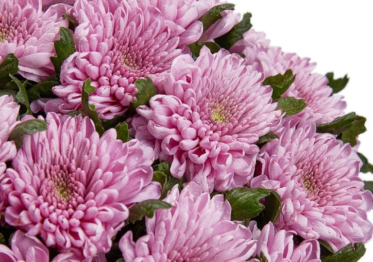 گل داوودی Chrysanthemum مجموعه تولیدی سیدوس,تولید کننده گلدان پلاستیکی سیدوس