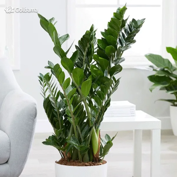 گل و گیاهان مناسب برای مطب دکتر Flowers and plants suitable for the doctor's office مجموعه تولیدی سیدوس تولید کننده گلدان پلاستیکی سیدوس اعم از گلدان پلاستیکی استوانه ای و گلدان پلاستیکی الماسی ووووو