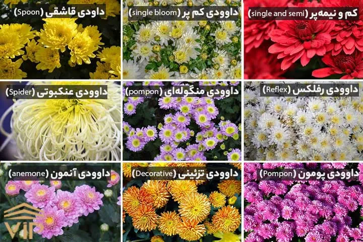 chrysanthemum
گل داوودی