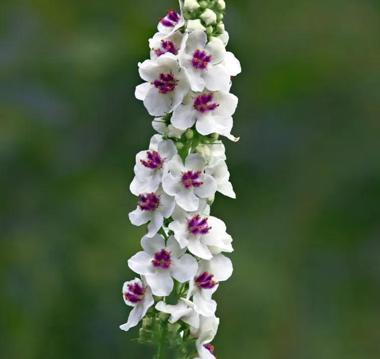 گل ماهور، خرگوشک یا بوصیر (نام علمی: Verbascum) مجموعه تولیدی سیدوس تولید کننده گلدان پلاستیکی سیدوس