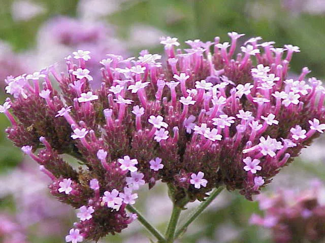 گل شاهپسند وحشی (Common Vervain)نام علمی: (Verbena offcinalis)